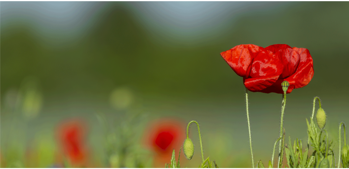 Bienvenue 
au Pays du Coquelicot