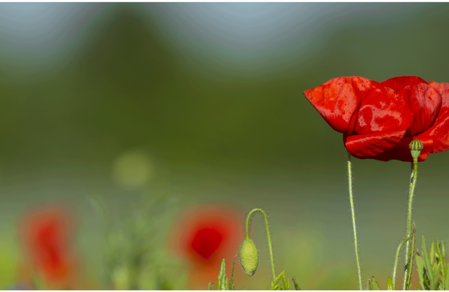 Bienvenue 
au Pays du Coquelicot